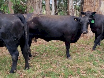 16 x Quality 100% Angus Q Drop Cows
