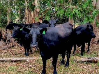 16 x Quality 100% Angus Q Drop Cows