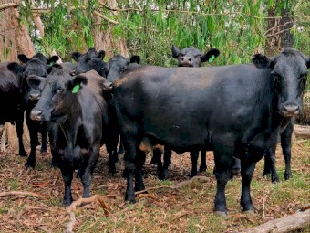 16 x Quality 100% Angus Q Drop Cows