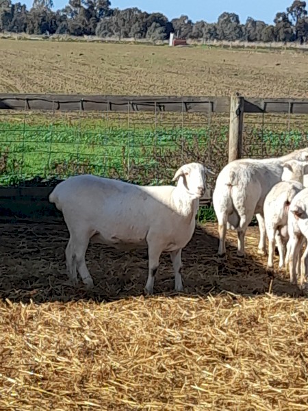 Australian White Ewes