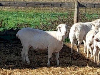 Australian White Ewes