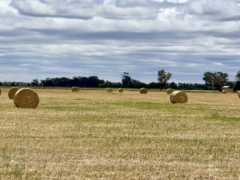Wheaten Hay