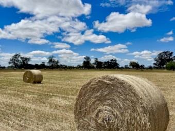 Wheaten Hay
