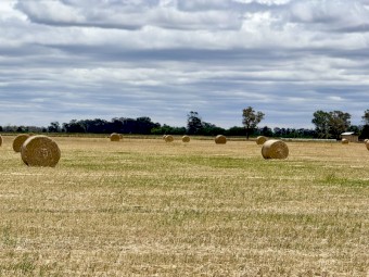 Wheaten Hay
