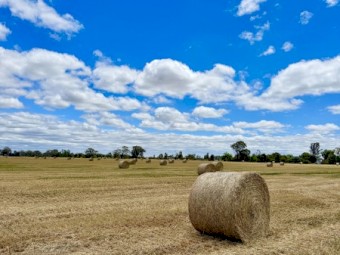 Wheaten Hay
