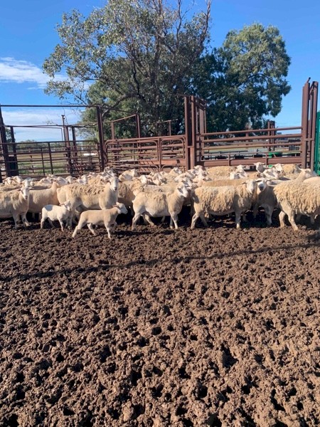 Aussie white ewes x white dorper