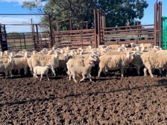 Aussie white ewes x white dorper