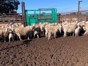 Aussie white ewes x white dorper