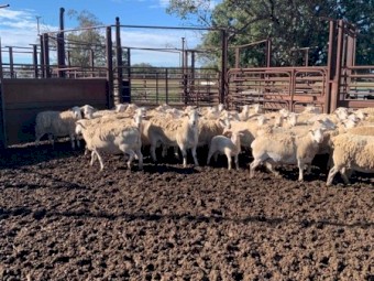 Aussie white ewes x white dorper