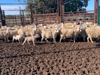 Aussie white ewes x white dorper