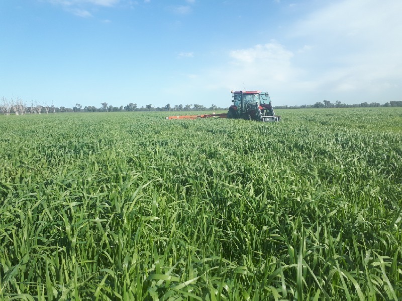 Outback Grazing/Forage oats