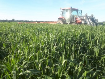 Outback Grazing/Forage oats