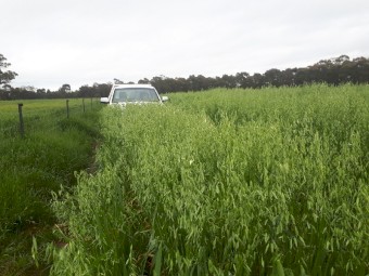 Outback Grazing/Forage oats