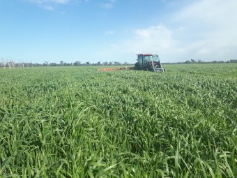 Outback Grazing/Forage oats