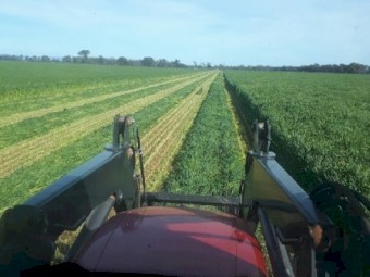 Outback Grazing/Forage oats
