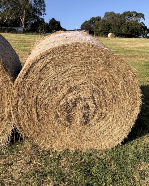 Grass Hay