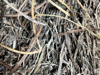 25mt Vetch Hay 8x4x3 Bales