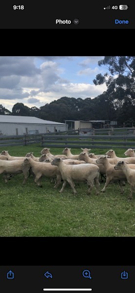 Top Quality Southdown Rams