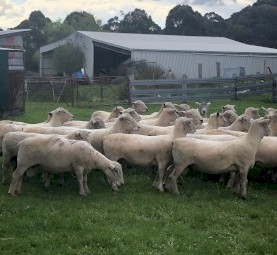 Top Quality Southdown Rams