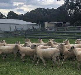 Top Quality Southdown Rams