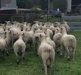 Top Quality Southdown Rams