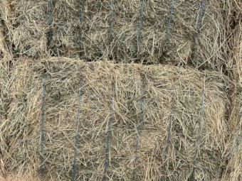 Lucerne Hay