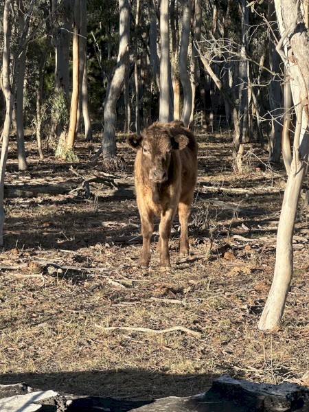 3square Meater heifers and a lowline bulll