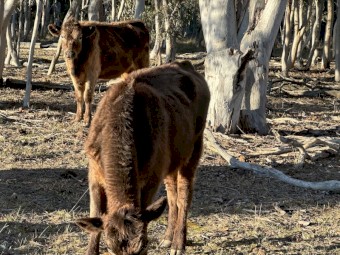 3square Meater heifers and a lowline bulll