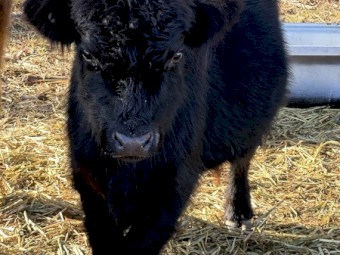 3square Meater heifers and a lowline bulll
