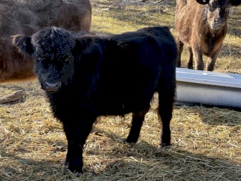 3square Meater heifers and a lowline bulll