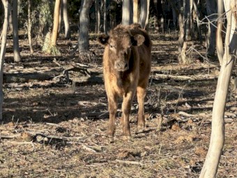 3square Meater heifers and a lowline bulll