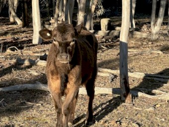 3square Meater heifers and a lowline bulll