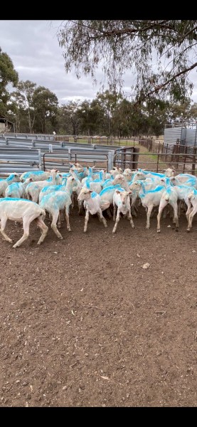 Crossbred Lambs