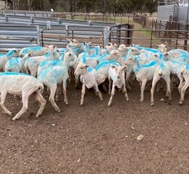Crossbred Lambs