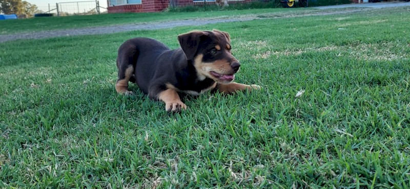 Kelpie pups purebred