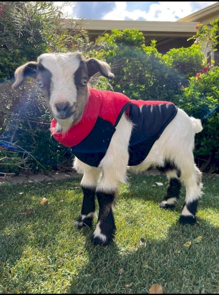 Australian miniature goats 