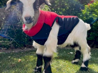 Australian miniature goats 