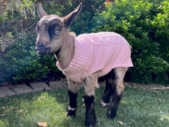 Australian miniature goats 