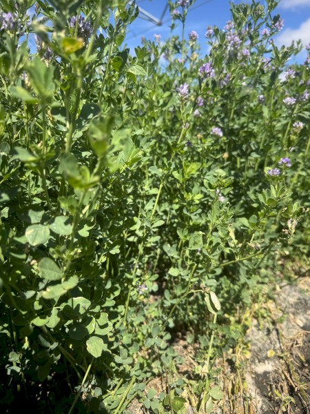 Lucerne Seed