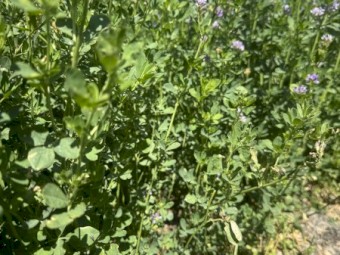 Lucerne Seed