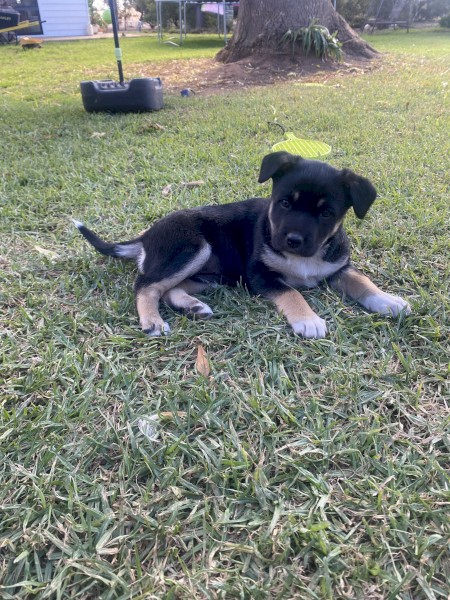 Kelpie pup