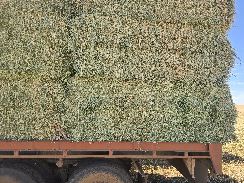 Wheaten Hay 8x4x3 Bales