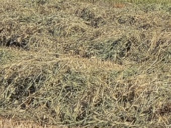 Wheaten Hay 8x4x3 Bales