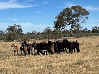 Young mixed sex rangeland Goats