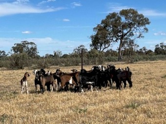 Young mixed sex rangeland Goats