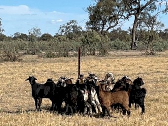 Young mixed sex rangeland Goats