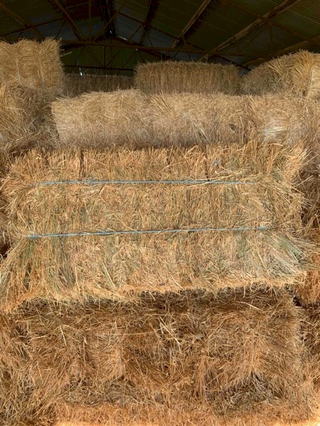 Oaten Rye Small Squares