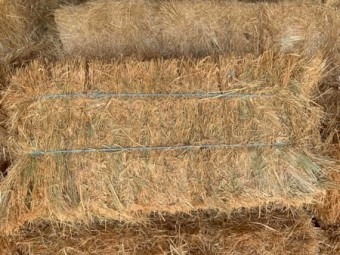 Oaten Rye Small Squares