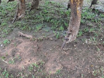 18 Run Connor Shea Seeder