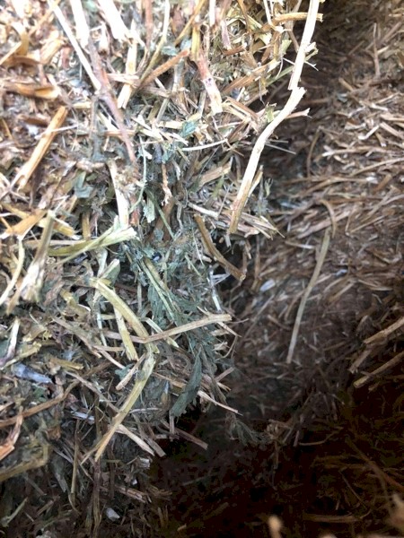 Vetch Hay 8x4x3 Bales